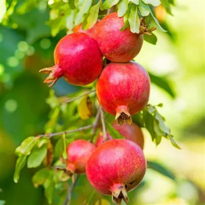  Under The Shade Of Pomegranate Trees: A Culinary Odyssey Through Ancient Persian Flavors!